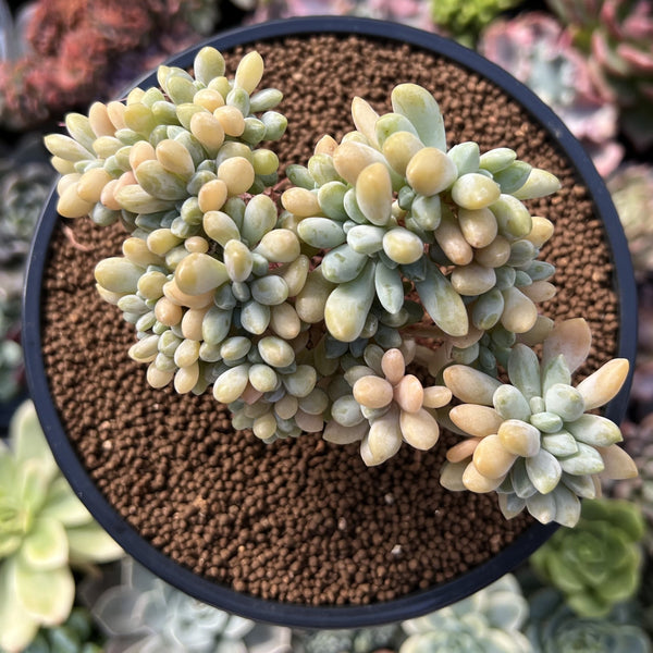 Cremeneria 'Expatriata' (Cremnophila linguifolia x Echeveria amoena ‘Microcalyx’) Crested Cluster 2"-3" Succulent Plant