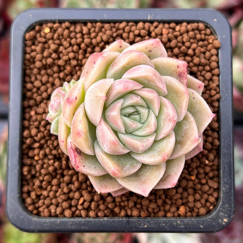 Succulent Echeveria hot Agavoides ‘Malgan‘