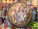 Graptopetalum 'Purple Delight' Variegated 4" Succulent Plant