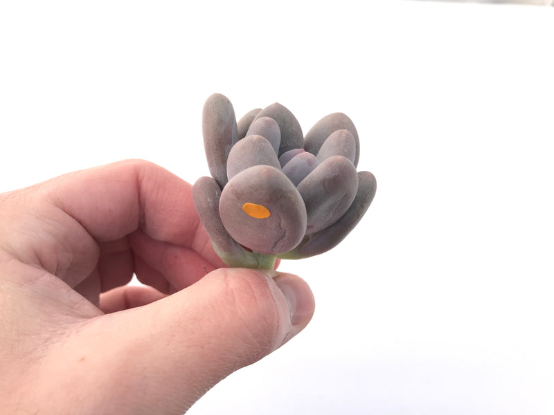 Pachyveria 'Beauty' 2" Powdery Succulent Plant