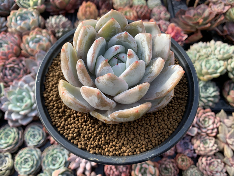 Echeveria 'Ivory' 5" Powdery Succulent Plant