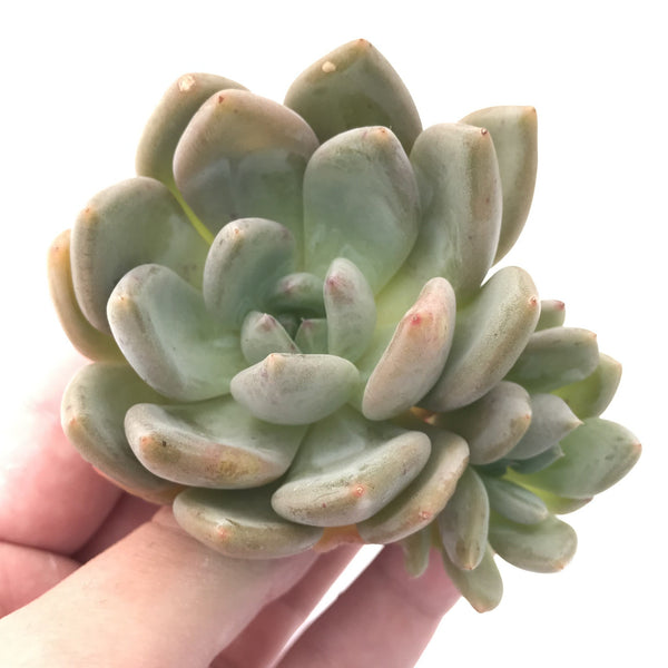 Echeveria 'Zenith' New Hybrid Cluster 3" Rare Succulent Plant