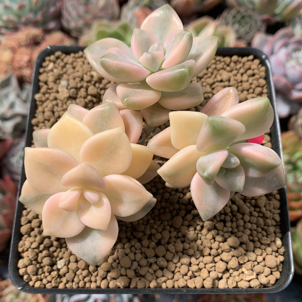 Graptoveria 'Titubans' Variegated 3"-4" Succulent Plant