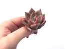 Echeveria Agavoides 'Anjou' 1"-2" Succulent Plant