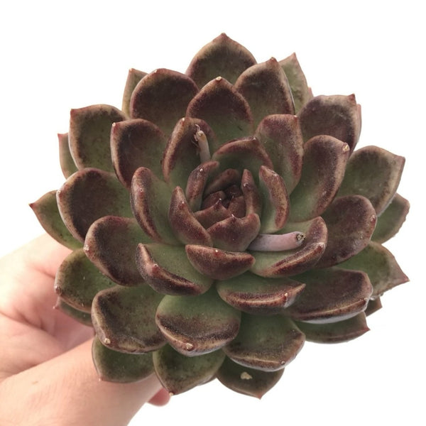 Echeveria Agavoides 'Black Queen' Large 4" Rare Succulent Plant