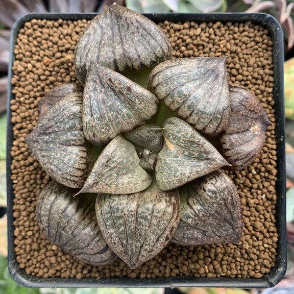 Haworthia Comptoniana 'Bijomiin' 2"-3" Succulent Plant