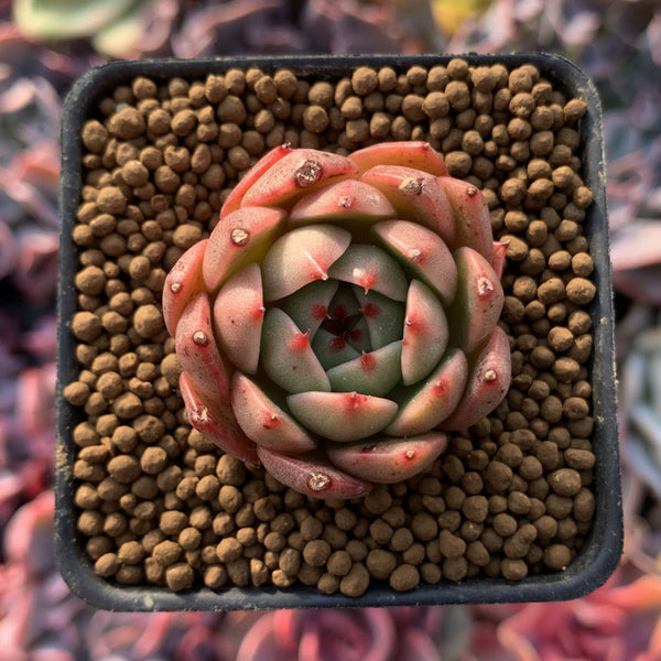 Echeveria Agavoides 'Black Sapphire' 1" Succulent Plant