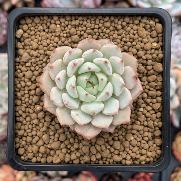 Echeveria sp. 1" Succulent Plant