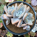 Echeveria 'Snow Shine' 4" Powdery Succulent Plant