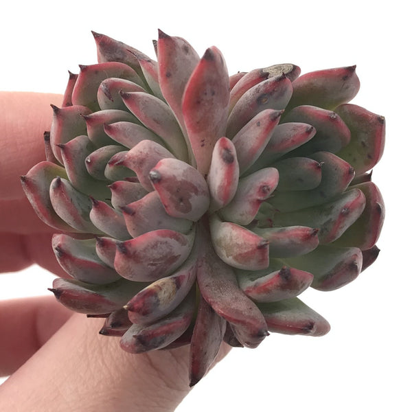 Echeveria Agavoides 'Vivace' 2" Succulent Plant