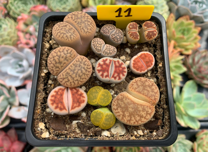 Collection of Lithops 2" (x12 Lithops)