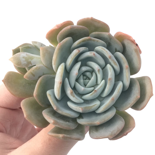 Echeveria 'White One'  3" Succulent Plant