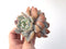 Echeveria 'Orange Monroe' 5" Cluster Large Powdery Succulent Plant