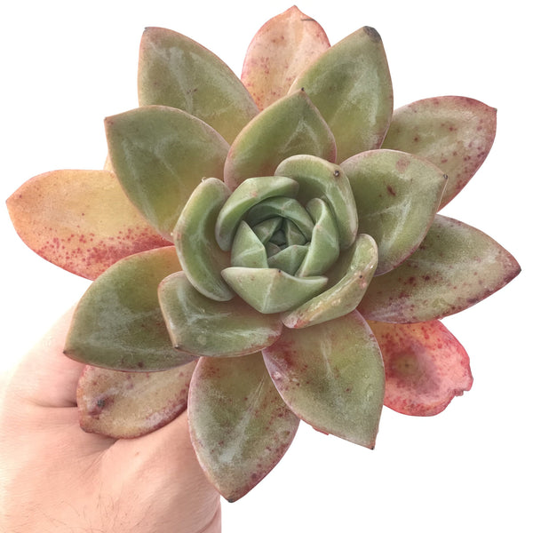 Echeveria 'German Champaign' 5" Large Succulent Plant