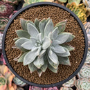 Dudleya 'Farinosa' 5" Powdery Succulent Plant