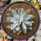 Dudleya 'Farinosa' 5" Powdery Succulent Plant