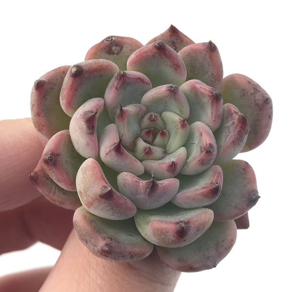 Echeveria 'Cherry Blossom Ending' 1" New Hybrid Succulent Plant