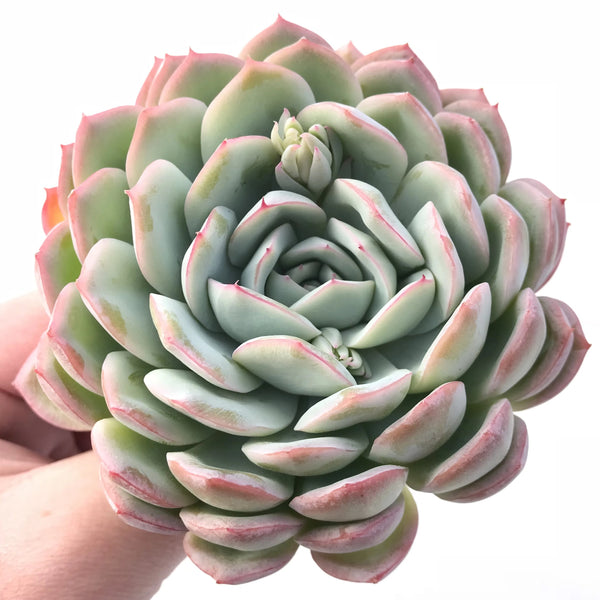 Echeveria ‘Yusuke’ 4" Rare Succulent Plant