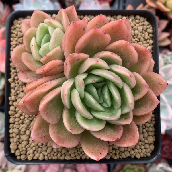 Echeveria Agavoides 'Raja' 4" Cluster Succulent Plant