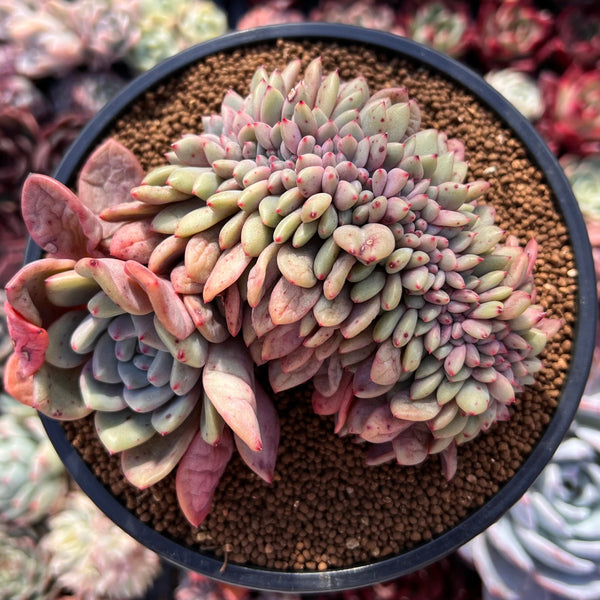 Echeveria 'Ariel' Crested 4"-5" Succulent Plant