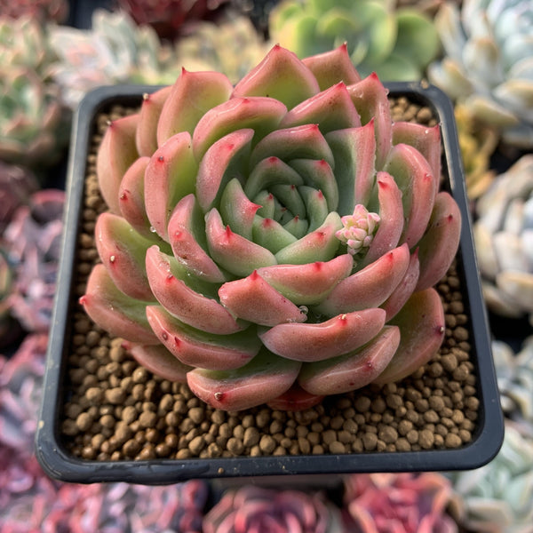 Echeveria Agavoides 'Micielo 3" Succulent Plant