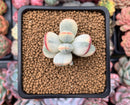 Cotyledon 'Orbiculata' Variegated 2" Succulent Plant