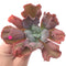 Echeveria 'Linguas' 4" Succulent Plant