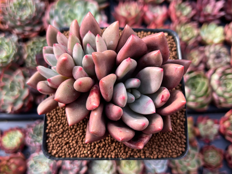 Graptoveria 'Ruby Donna' 2"-3" Cluster Succulent Plant