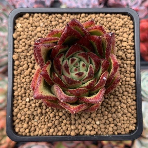 Echeveria Agavoides 'Lipstick' 2"-3" Succulent Plant