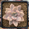 Graptoveria 'Grand Palace' Variegated 3" Succulent Plant