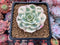 Echeveria 'Compton Carousel' Variegated 2" Succulent Plant