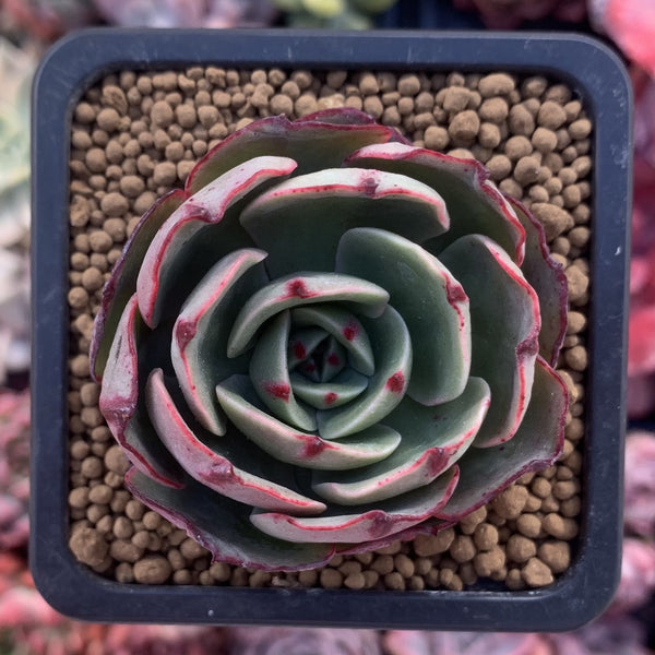 Echeveria Agavoides 'Pink Flora' 2" Succulent Plant