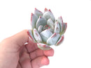 Echeveria 'Ivory' 2" Selected Clone Succulent Plant