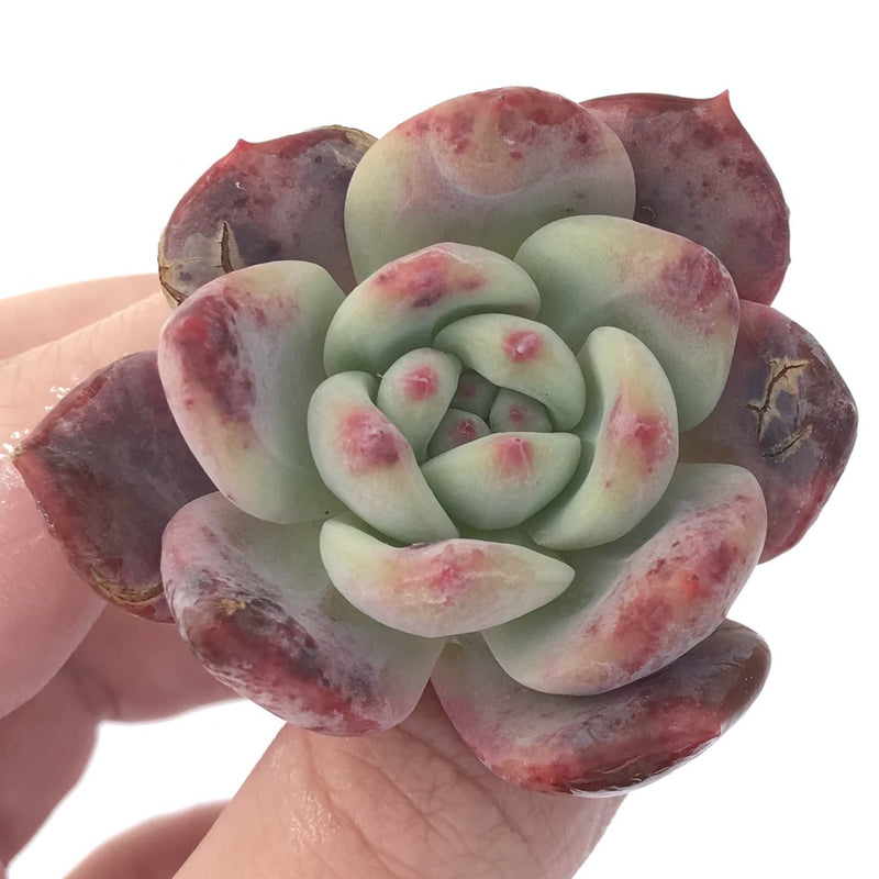 Echeveria 'Ariel' 1-2" Succulent Plant