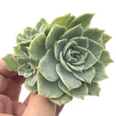 Echeveria 'Silver Queen' Variegated Cluster 3" Succulent Plant