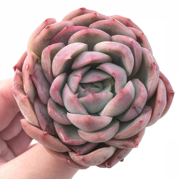 Echeveria Hybrid 2”-3" Rare Succulent Plant