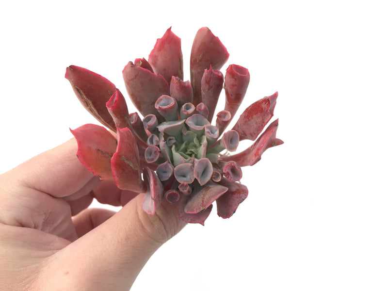 Echeveria 'Trumpet Pinky' 3" Succulent Plant