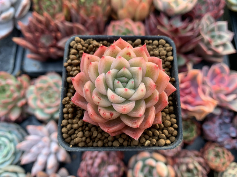 Echeveria 'Blue Surf' 2" Succulent Plant