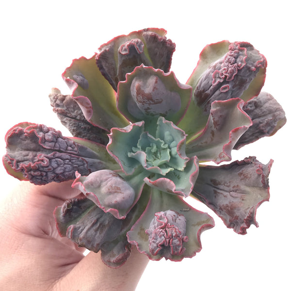 Echeveria 'Linguas' 3"-4" Succulent Plant