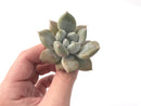 Echeveria 'Snow Queen' 2" Succulent Plant