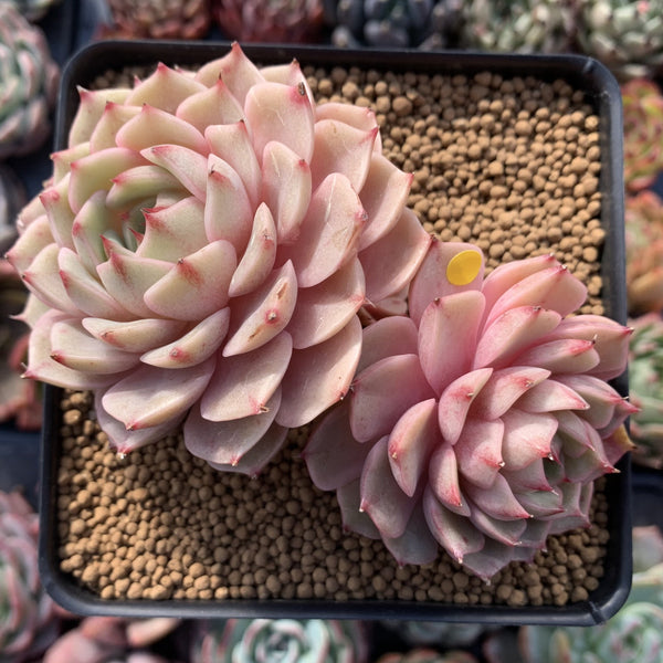 Echeveria 'Ben Badis' 5" Cluster Succulent Plant