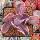 Pachyveria 'Pampoteus' Variegated 3" Succulent Plant