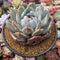 Echeveria 'Orange Monroe' 4”-5" Powdery Succulent Plant