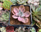 Graptoveria 'Mrs. Richards' Variegated 2" Succulent Plant