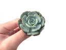 Echeveria 'Mont Blanc' 2" Powdery Succulent Plant