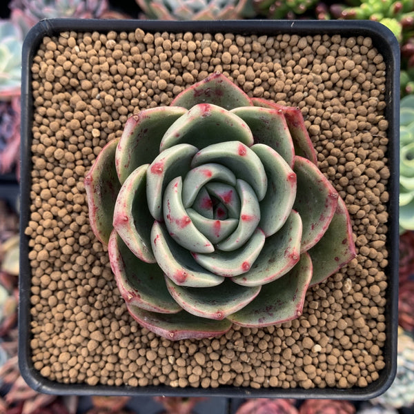 Echeveria Agavoides 'Salu' 3"-4" Wide Leaf Clone Succulent Plant