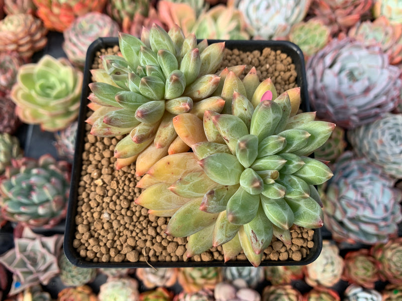 Pachyphytum Compactum 'Glaucum' 4" Cluster Succulent Plant