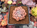 Graptoveria 'Highstone' 2" Powdery Succulent Plant