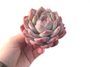 Echeveria 'Orange Monroe' 4" Powdery Succulent Plant