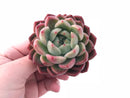 Echeveria Blue Suprise Hybrid 2” Rare Succulent Plant